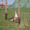 Tiere » Gänse und Enten