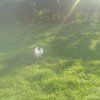 Tiere » Hühner