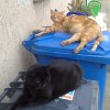 Tiere » Katzen